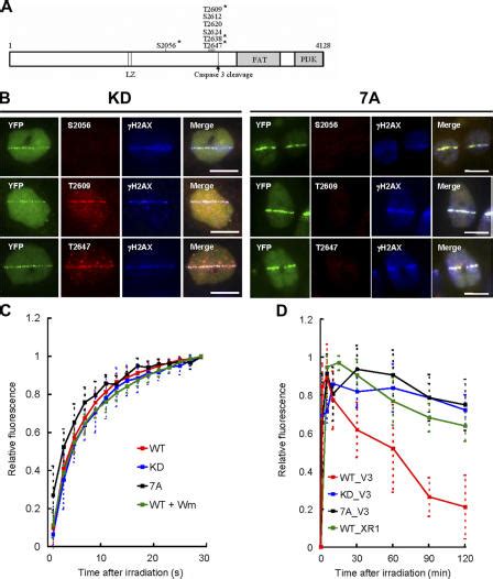 Impairment Of Either Kinase Activity Or Clustered Phosphorylation Of