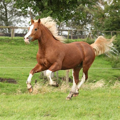 Welsh Pony Stock Photos, Pictures & Royalty-Free Images - iStock