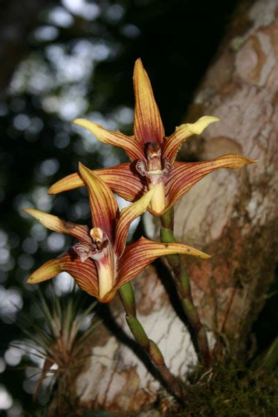 Pastaza Fotos De Las Orquideas Ecuador