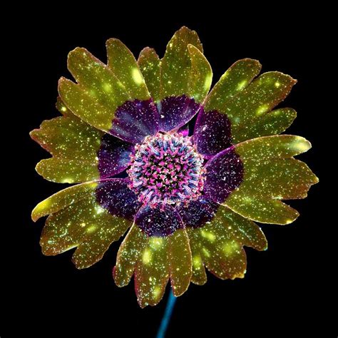 Ultraviolet Induced Visible Fluorescence Photo Of A Flower Glowing