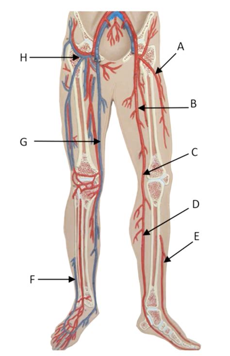 Lower Extremity Blood Vessels Diagram Quizlet