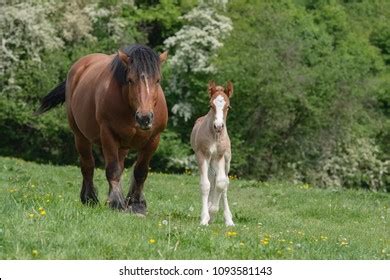 Belgian Draft Horse Stock Photo 1093581143 | Shutterstock