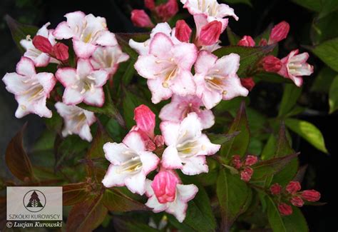 Weigela florida 'Pink Princess' - Вейгела цветущая 'Пинк Принцесс'
