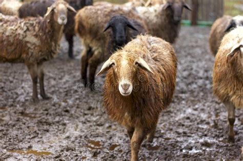 A Flock Of Sheep And Rams Walks In The Corral Stock Image Image Of