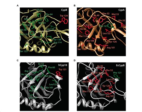 Active Site Structure Of Brucella Abortus Cyclophilins Cypb A And Download Scientific Diagram