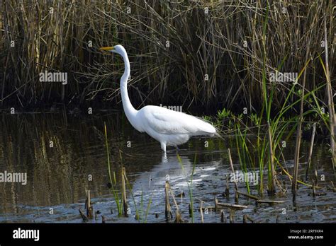 Eastern Great Egret Stock Photo - Alamy