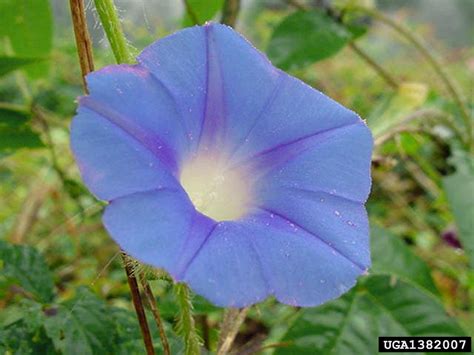 Morning Glory Genus Ipomoea