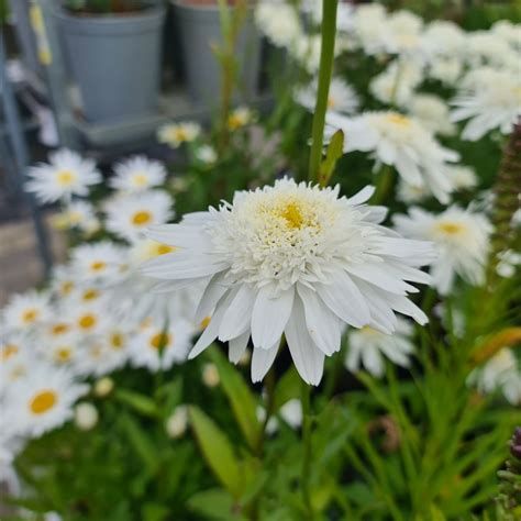 Leucanthemum x superbum Wirral Supreme Kæmpemargurit Krysanthemum