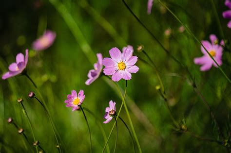 400,000+ Free Flowers Small & Small Flowers Images - Pixabay 