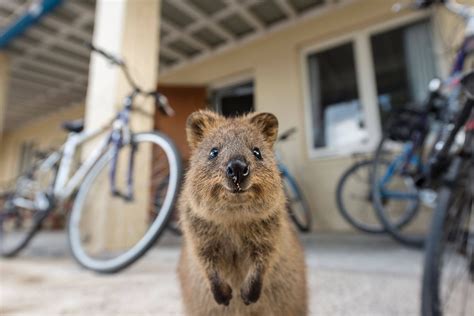 Quokka Wallpapers Full Hd Baltana