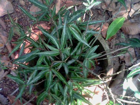 Rare Ayurvedic Plants: aloe vera ,types