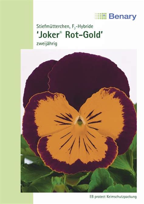 Stiefm Tterchen Joker F Rot Goldviola Wittrockianaleuchtend Roter Rand