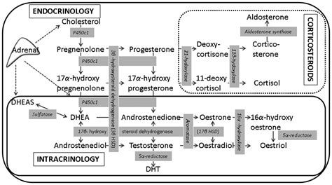 Local Synthesis Of Sex Hormones Are There Consequences For The Ocular Surface And Dry Eye