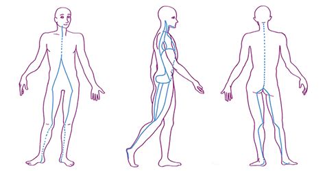 Fascia Lines Are The Intersections Of The Body The Fascia Guide