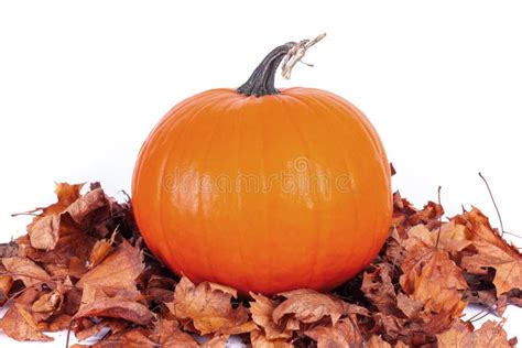 Big Orange Pumpkin With Autumn Leaves Stock Image Image Of Isolated