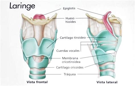 Laringe Eterna Juventud Blog