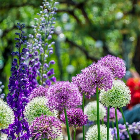 How Deep To Plant Allium Bulbs An Expert Guide Ideal Home