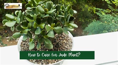 How To Care For Jade Plant Complete Guide