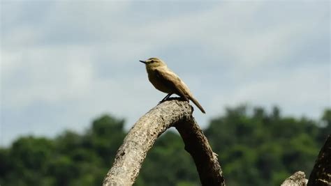 Pássaro maria da praia características habitat reprodução