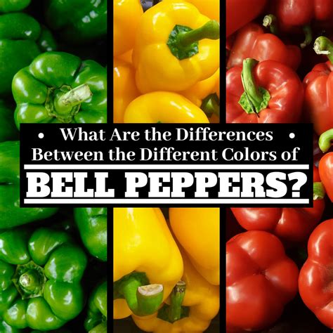 Bell Peppers: Differences Between Green, Yellow, Orange, and Red ...