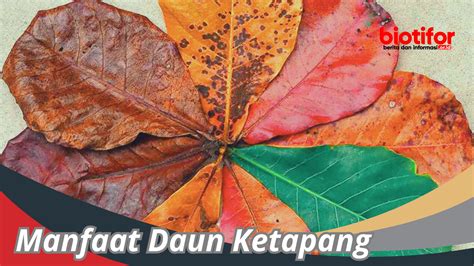 Manfaat Daun Bangun Bangun Bagi Kesehatan Biotifor