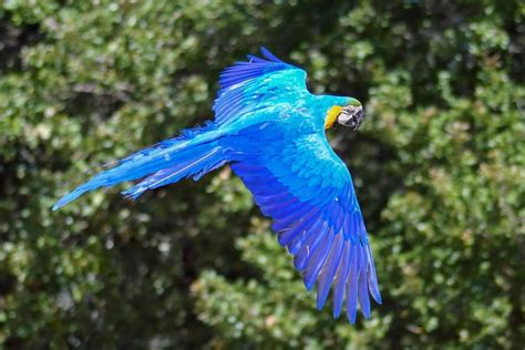 Kostenlose Bild Ara Papagei Flug Natur Vogel Baum Tier Im Freien