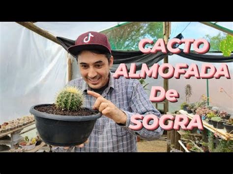 Cuidado Ao Mudar Cacto Poltrona De Sogra Echinocactus Grusonii YouTube