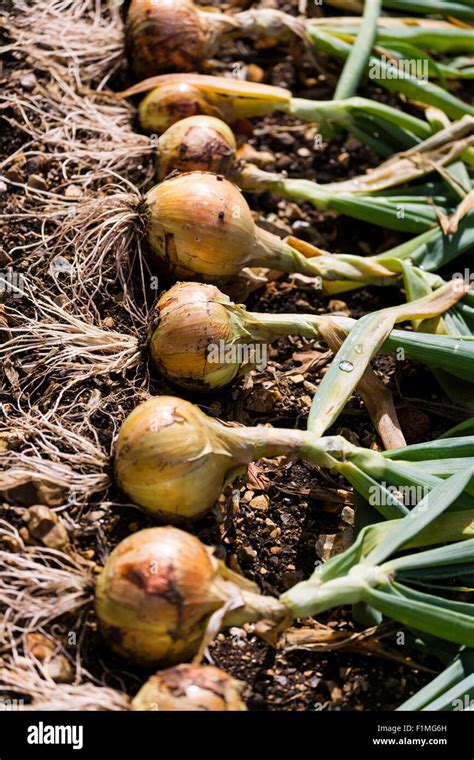 Home Grown Onions Hi Res Stock Photography And Images Alamy