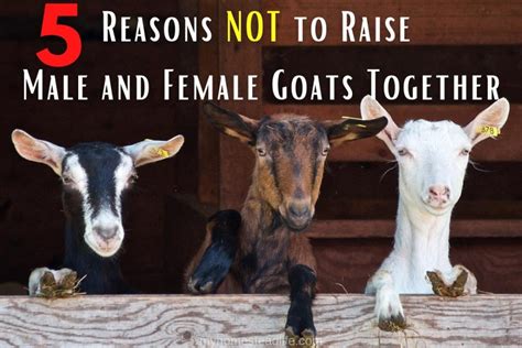 5 Reasons Not To Raise Male And Female Goats Together My Homestead Life