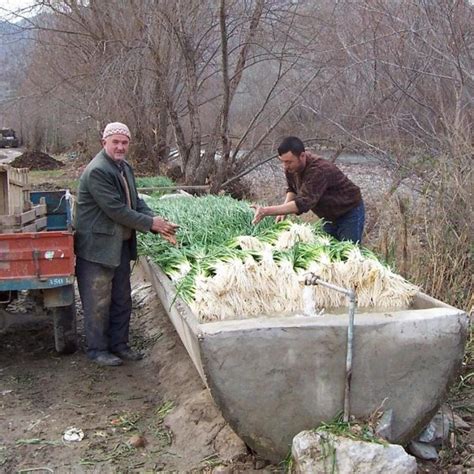 Taze Soğan Toprakana tr Üreticinizden Sofranıza