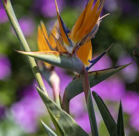 Bird Of Paradise Flowers Free Stock Photo - Public Domain Pictures