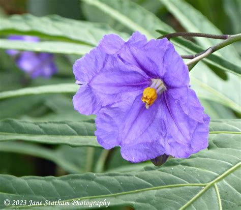 Blue Potato Bush Flower Lycianthes Rantonnetii They Are Flickr