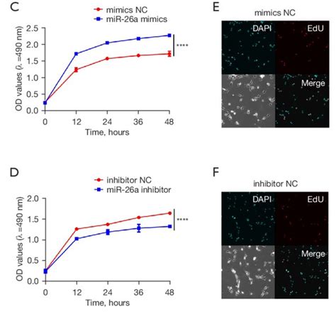 Mir 26a Elevated The Cell Viability And Proliferation Ability Of