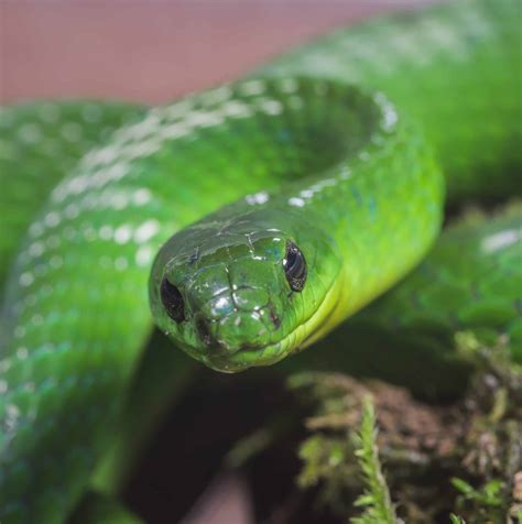 14 COMMON Snakes in Papua New Guinea! (2025) - Bird Watching HQ