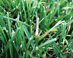 Dollar Spot Control New Fungicides And Modern Approaches