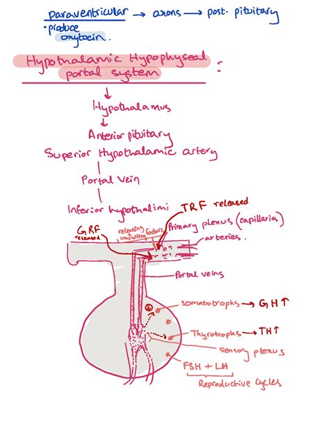 SOLUTION Pituitary Hormones Endocrinology Studypool