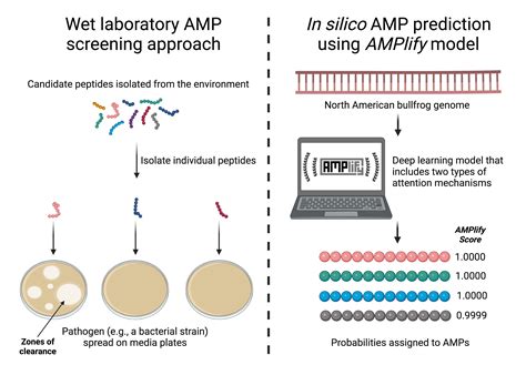 Attentive Deep Learning Model Amplify Discovers New Antimicrobial