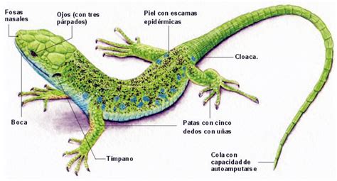 Naturaleza Viva Lagartija Ibérica Podarcis Hispanicus