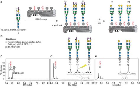 On Phage Enzymatic Trimming Of Sialic Acid Using Neuraminidase A Download Scientific Diagram