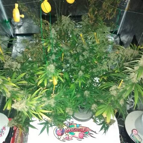 Zamnesia Seeds Runtz Grow Journal By Jef Growdiaries