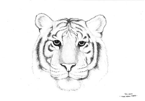 Easy Tiger Sketch At Explore Collection Of Easy