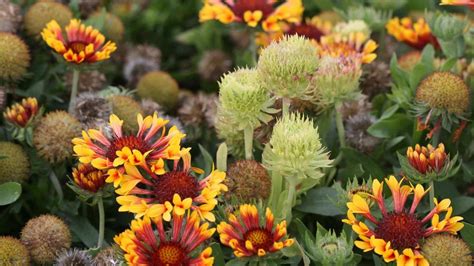 Aster Yellows Disease on Flowers | University of Maryland Extension