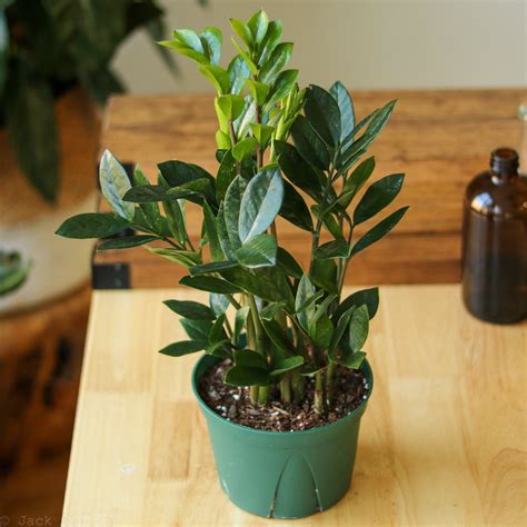 ZZ Plant - Zamioculcas Zamiifolia – Ed's Plant ShopIntroducing the ZZ