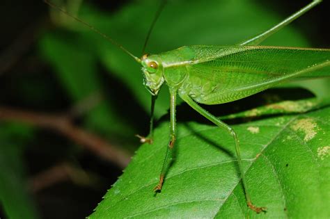 Kostenlose Foto Fotografie Blatt Tier Gr N Fauna Wirbellos