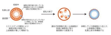 乳がん発生の進化の歴史を解明―ゲノム解析による発がんメカニズムの探索― 国立大学法人 東京医科歯科大学