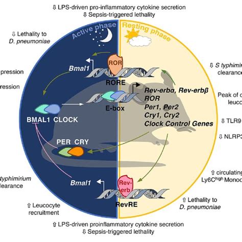 Circadian Immunity The Molecular Clock Regulates A Large Number Of