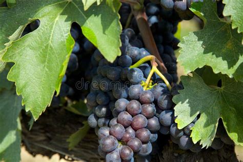 Uvas Italianas Que Penduram Em Videiras Em Itália Foto De Stock