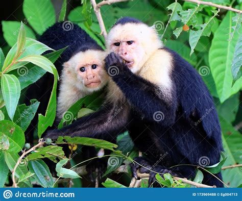 White Headed Capuchin Monkeys Stock Photo Image Of Tree Tropic