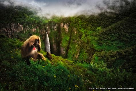 Amazing Winners Of The African Wildlife Foundation Photography Awards