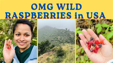 Wild berries vs grocery store berries call আমরকয জঙগল এর বর আর